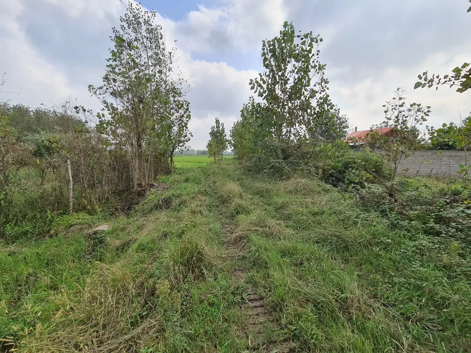 ۲۰۰۰متر زمین کشاورزی کاملا یکدست نزدیک امتیازات|فروش دفتر صنعتی، کشاورزی، تجاری|خمام, |دیوار