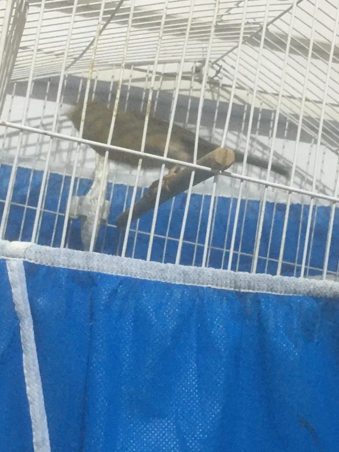 قناری نرسبز|پرنده|اصفهان, قلعه طبره|دیوار