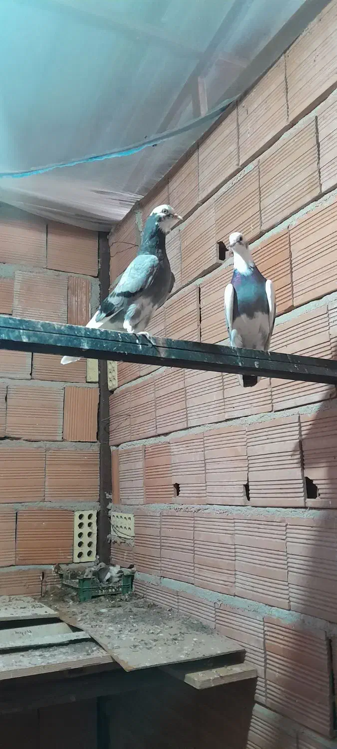 فروش کبوتر شازده سبز|پرنده|فریدون‌کنار, |دیوار