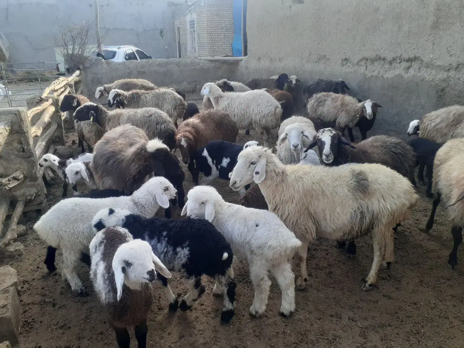 میش بره|حیوانات مزرعه|شیروان (خراسان), |دیوار