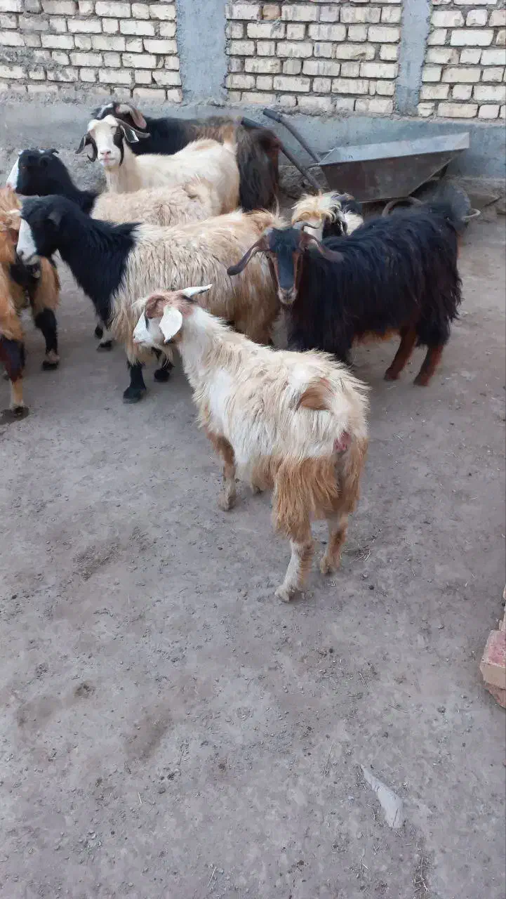 فروش بز جوان|حیوانات مزرعه|دهگلان, |دیوار