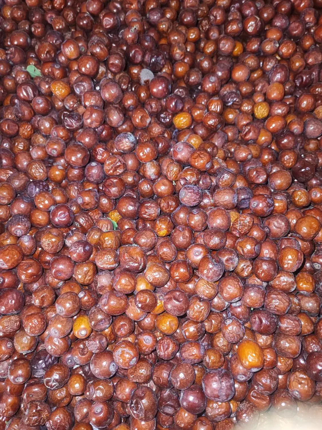 عناب تازه|خوردنی و آشامیدنی|ممقان, |دیوار