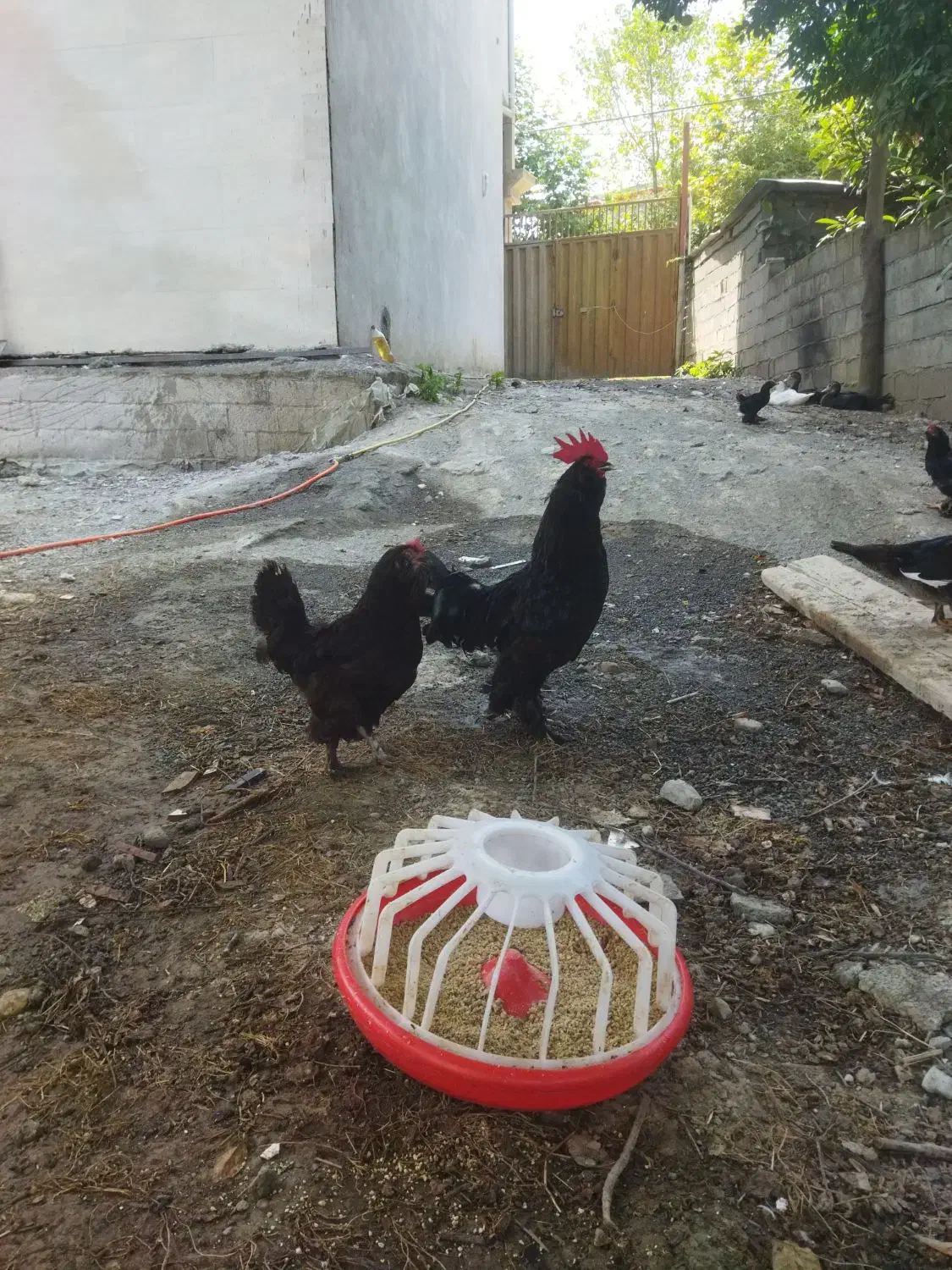 اوردک خارجی مرغ و خروس تخم گذار|حیوانات مزرعه|شیرگاه, |دیوار