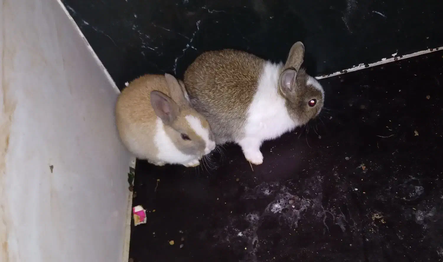 خرگوش پرورشی|موش و خرگوش|الشتر, |دیوار