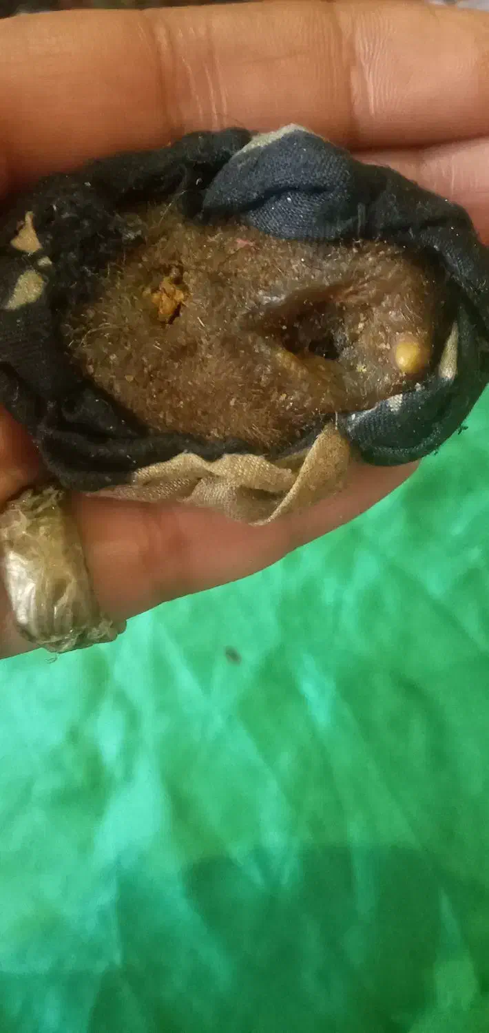 مهره های قدیمی اصل|کلکسیون اشیاء عتیقه|آفتاب, |دیوار