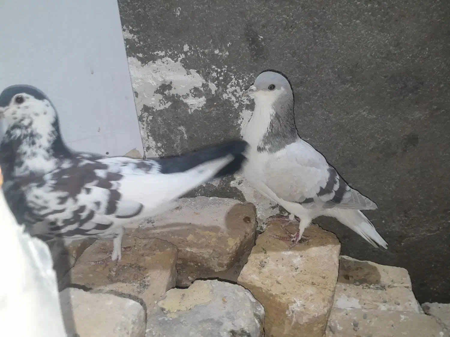 حیوون فروشی|پرنده|تربت‌حیدریه, آغوی|دیوار