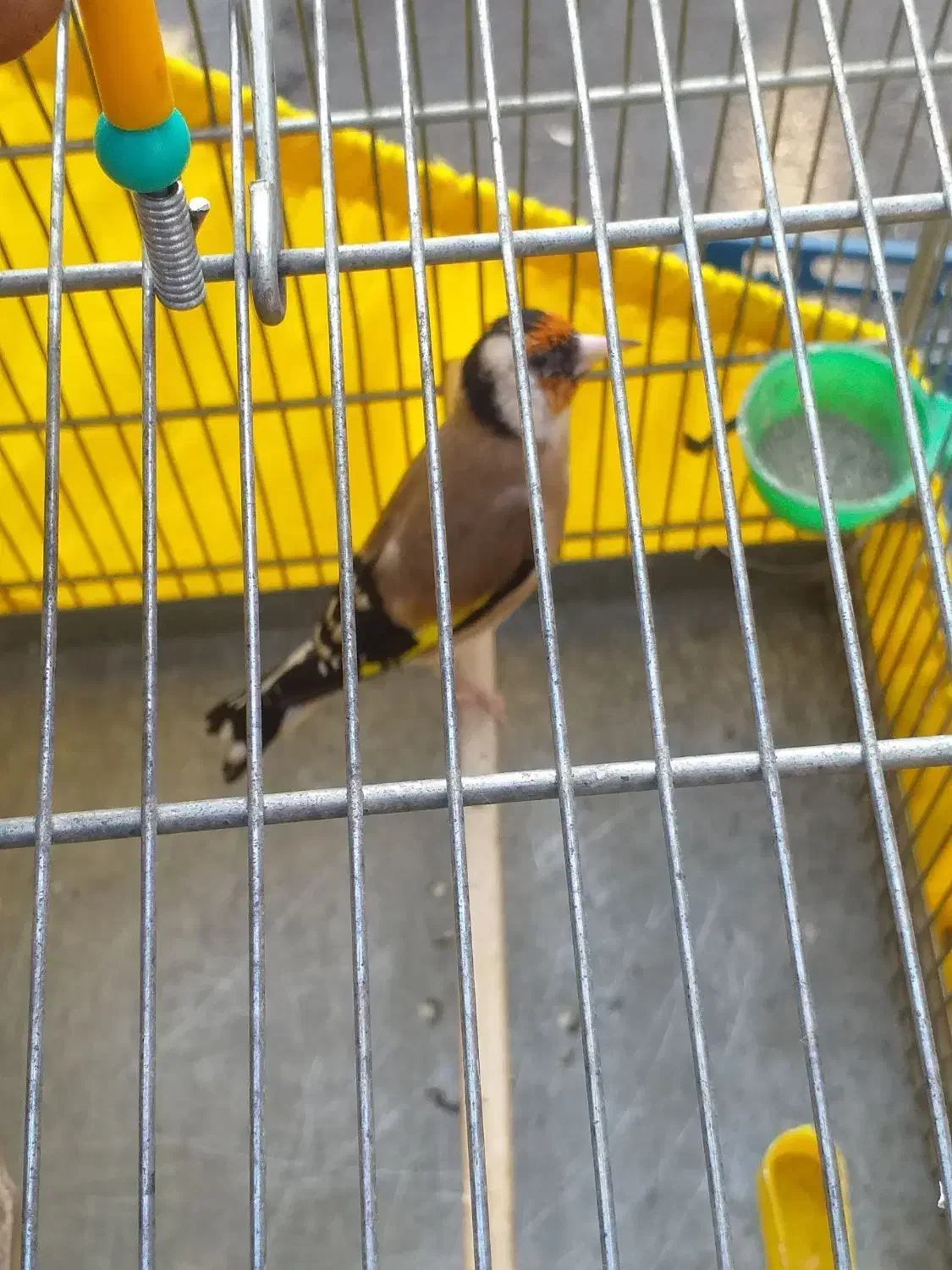 سره نر جوجه سال|پرنده|ری, ظهیرآباد|دیوار