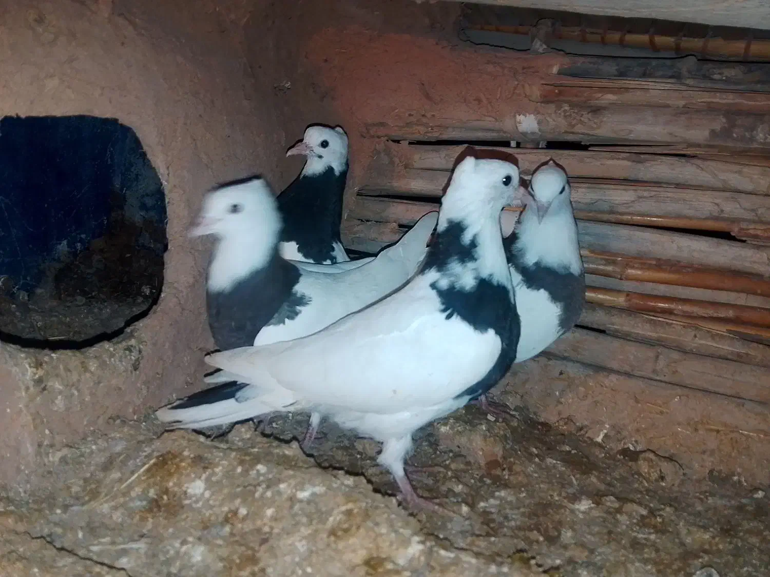 طوق|پرنده|زاگرس, |دیوار