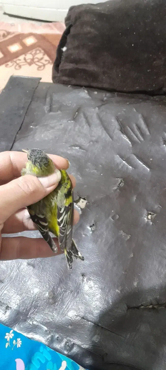 سهره زردوسهره اهوازی|پرنده|مشهد, نوید|دیوار