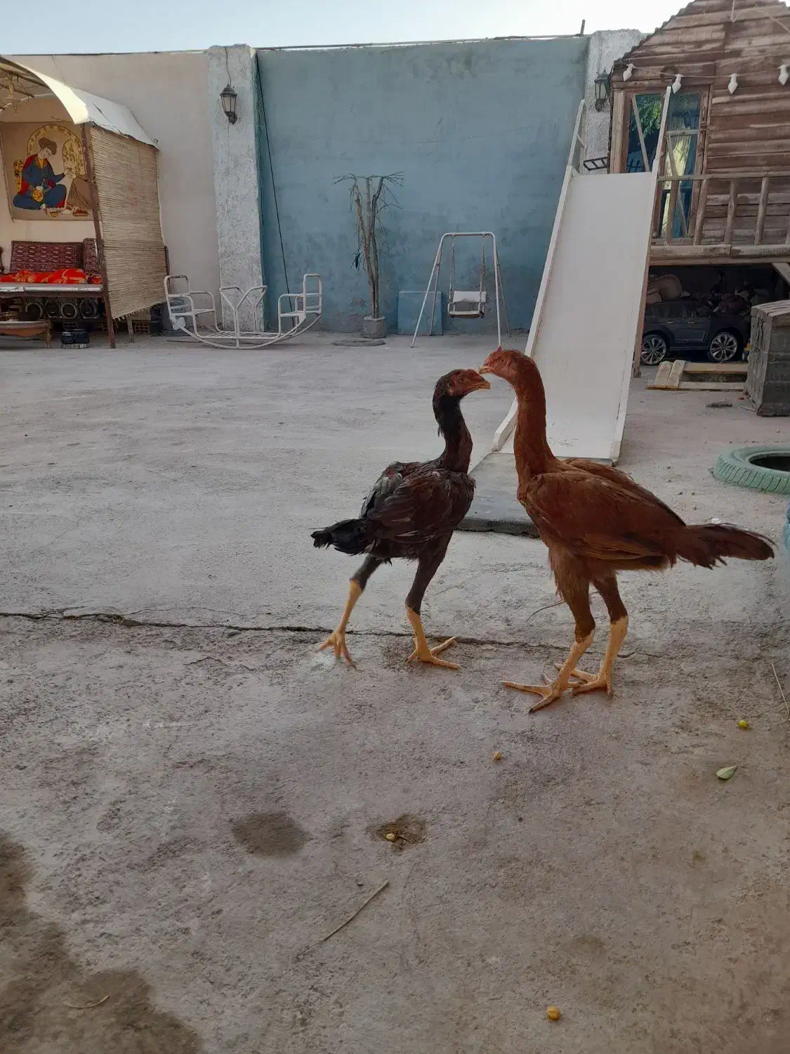 شیتزو با نمک لاری|سگ|گرمسار, |دیوار