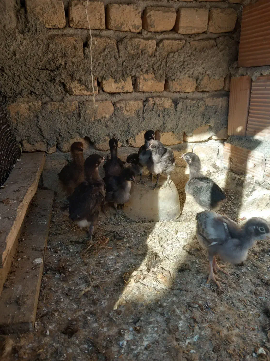 جوجه محلی ۱۵ روزه درجه ۱|حیوانات مزرعه|گمیشان, |دیوار