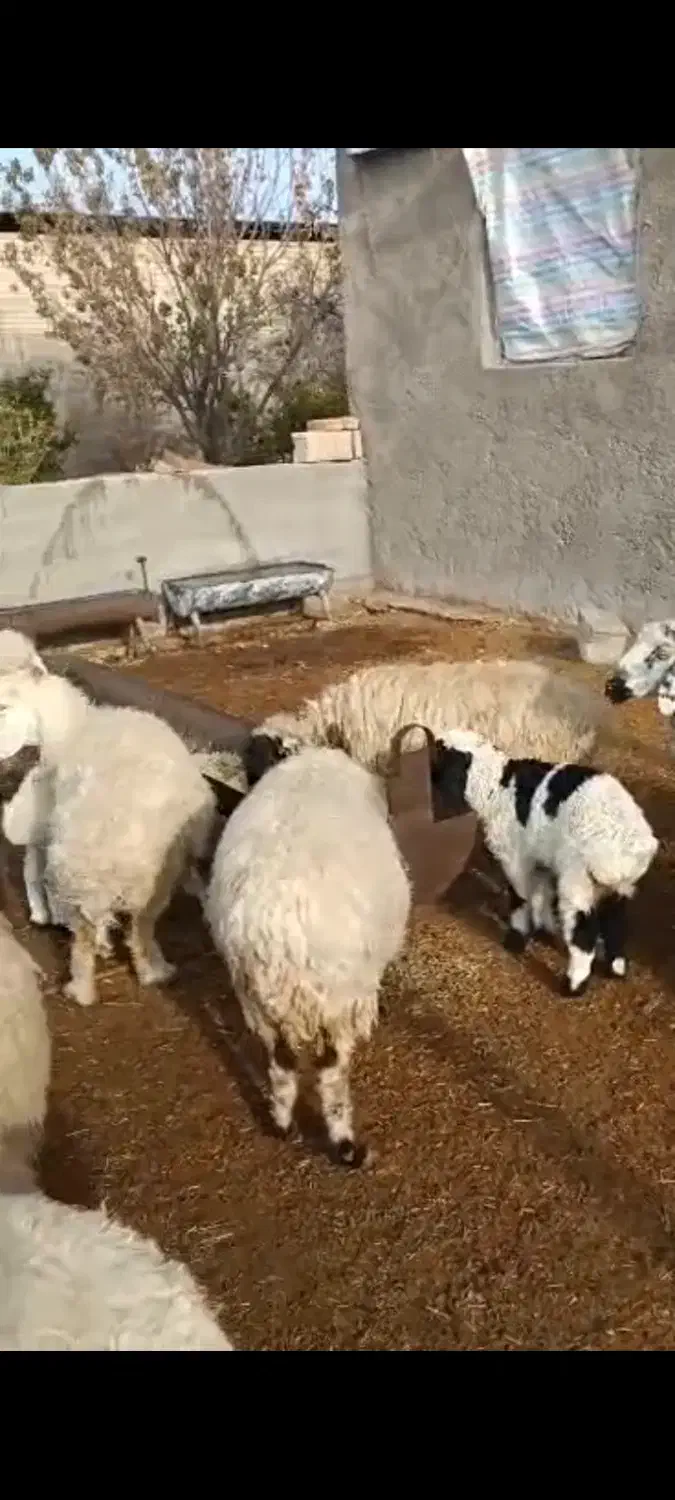 گوسفند|حیوانات مزرعه|خرامه, |دیوار