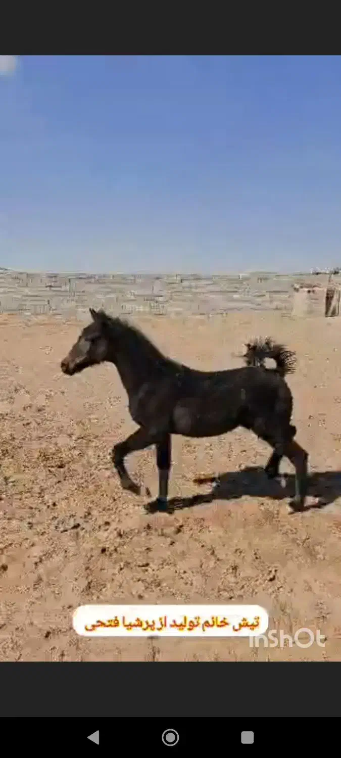 کره اسب مادیان|اسب و تجهیزات اسب‌سواری|چترود, |دیوار