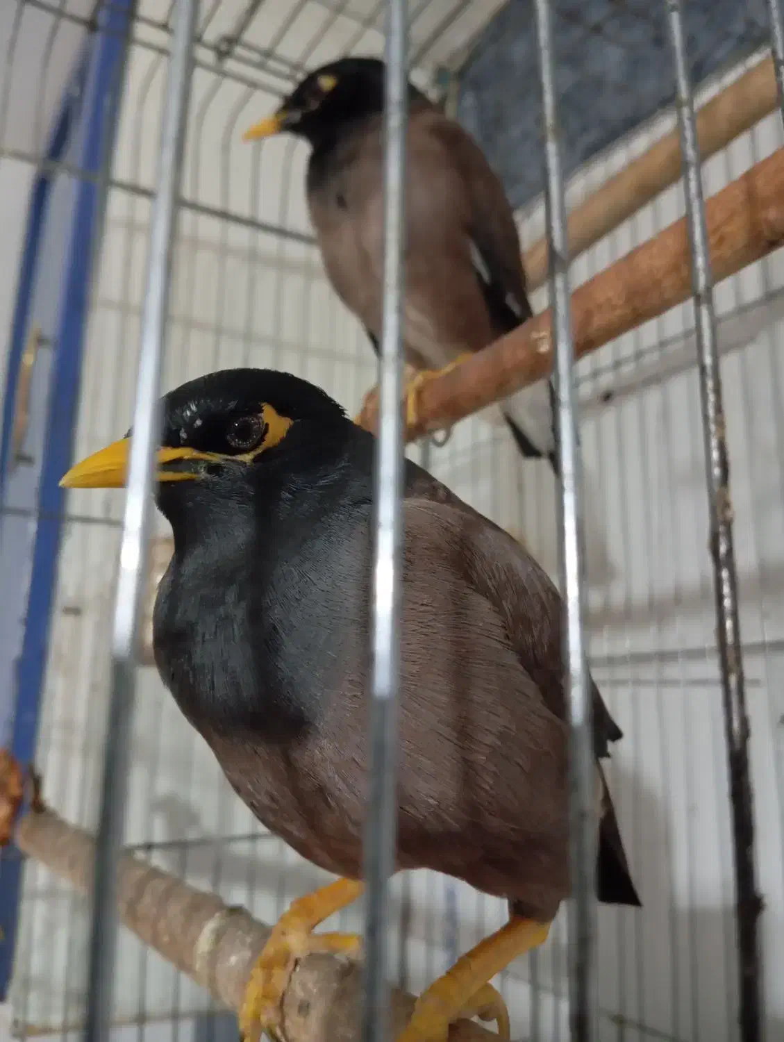 مرغ مینام گم شده به یابنده مژدگانی داده میشود|اشیا|فسا, |دیوار