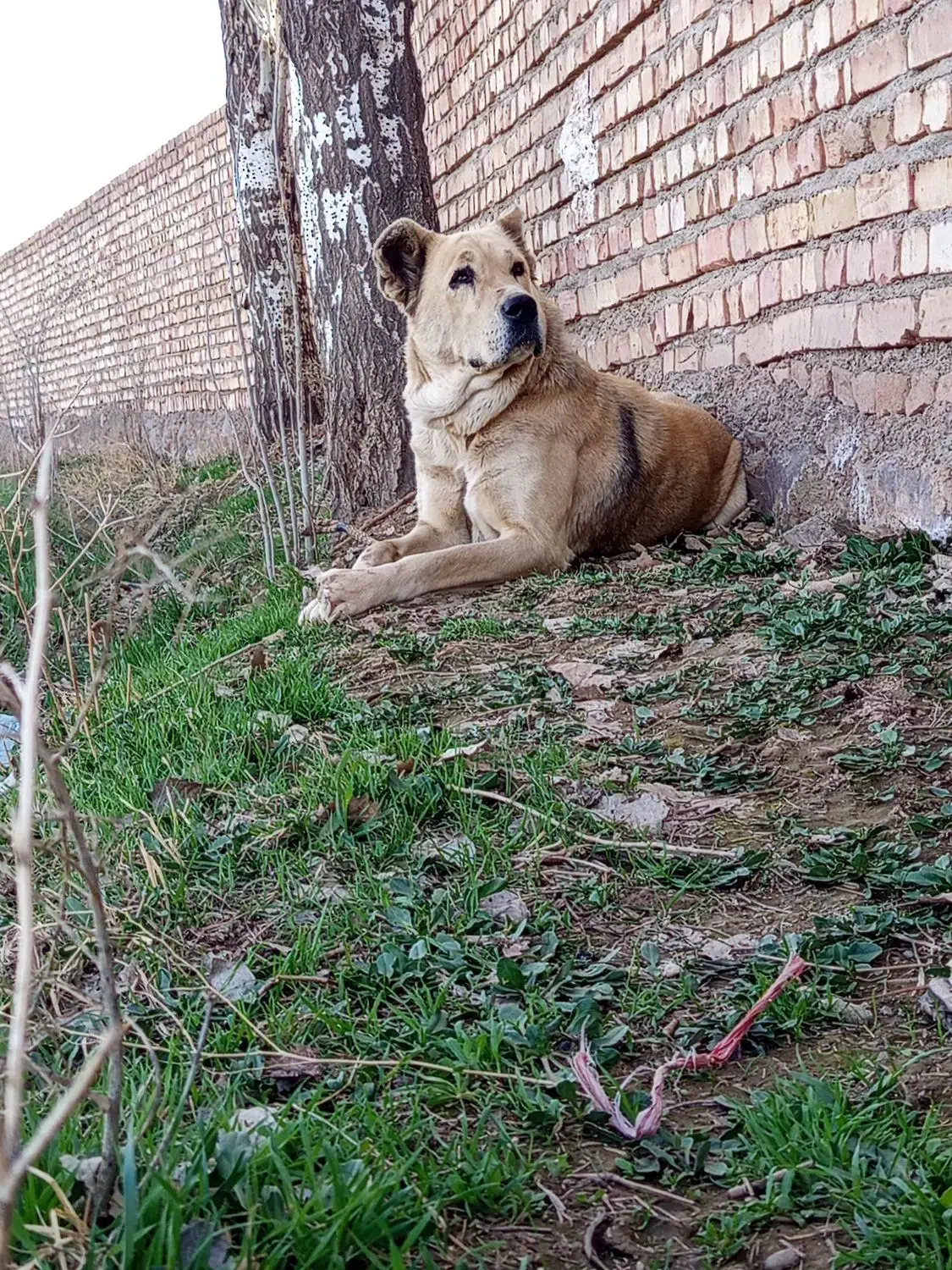 سگ گوسفندی|سگ|نیشابور, مازول|دیوار