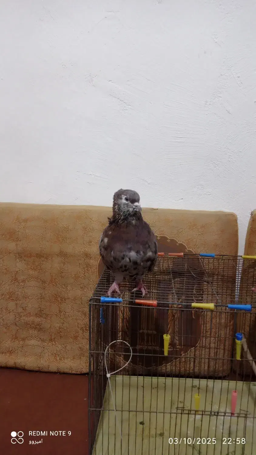 جفت سرور نرو ماده دره شهر|پرنده|دره شهر, |دیوار