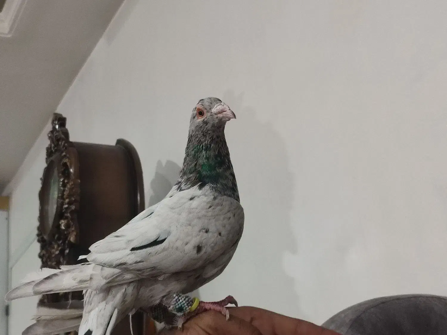 سار نر|پرنده|آشخانه, |دیوار