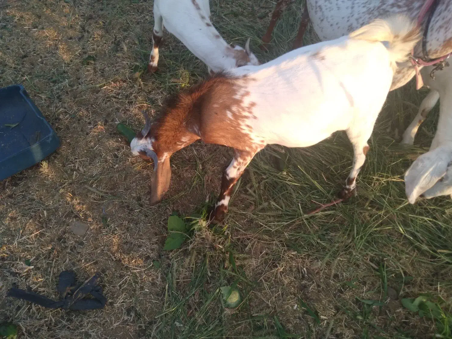 نری|حیوانات مزرعه|توکهور, |دیوار