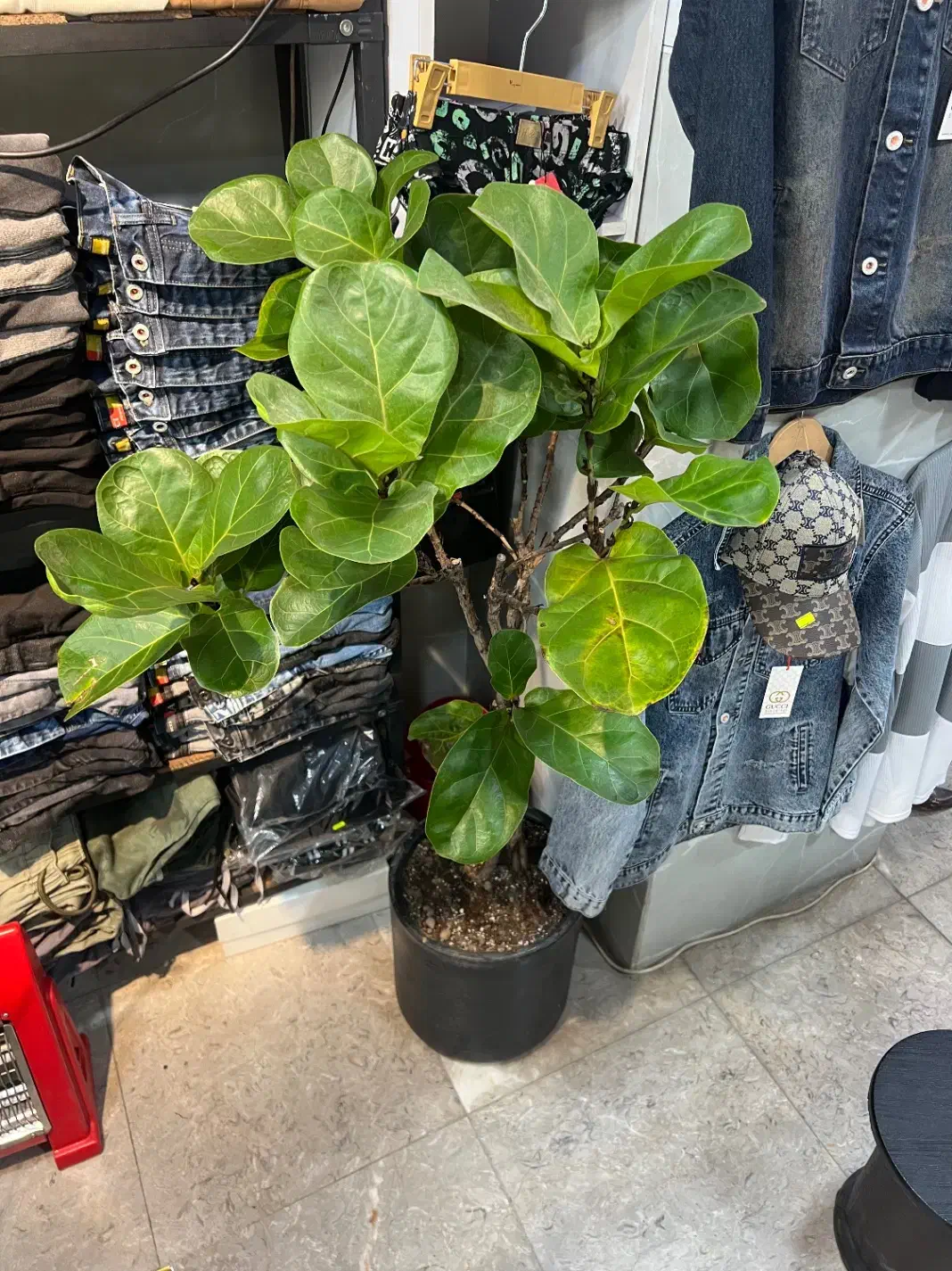 درخچه دو عدد|گل و گیاه طبیعی|تهران, یافت آباد جنوبی|دیوار