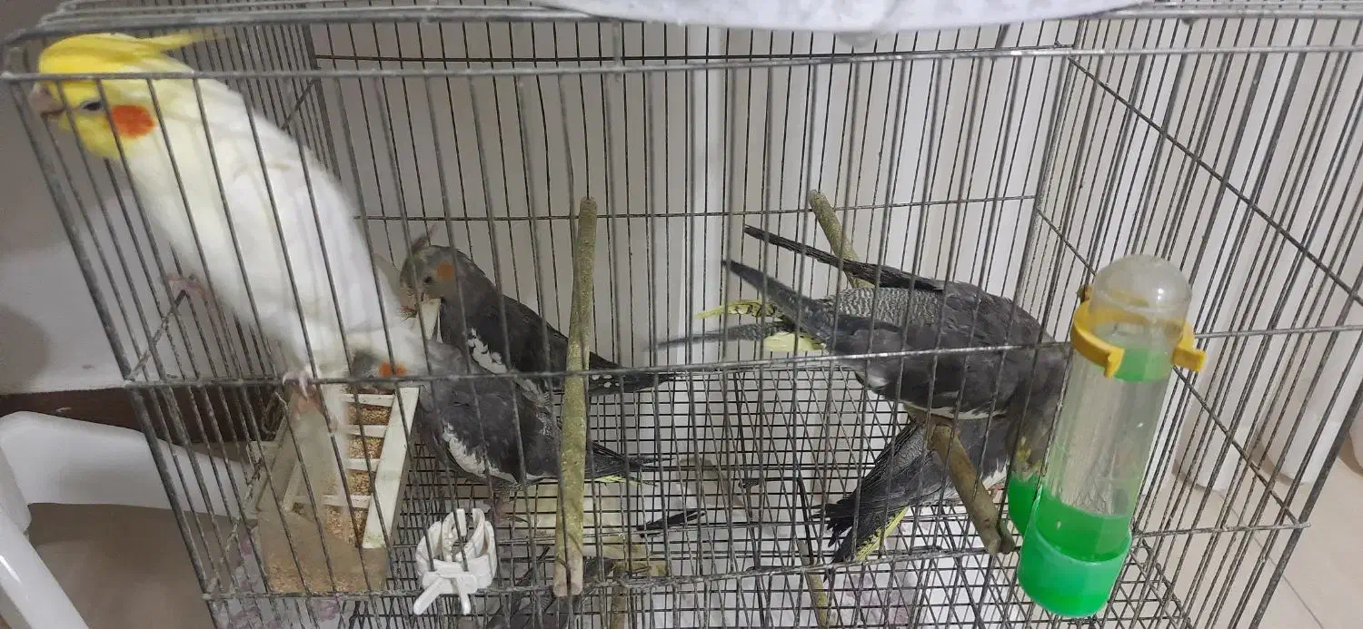 ۴ عددجوجه عروس هلندی ۳ماه ویک نر لوتیتو دستی|پرنده|لاهیجان, گلستان|دیوار