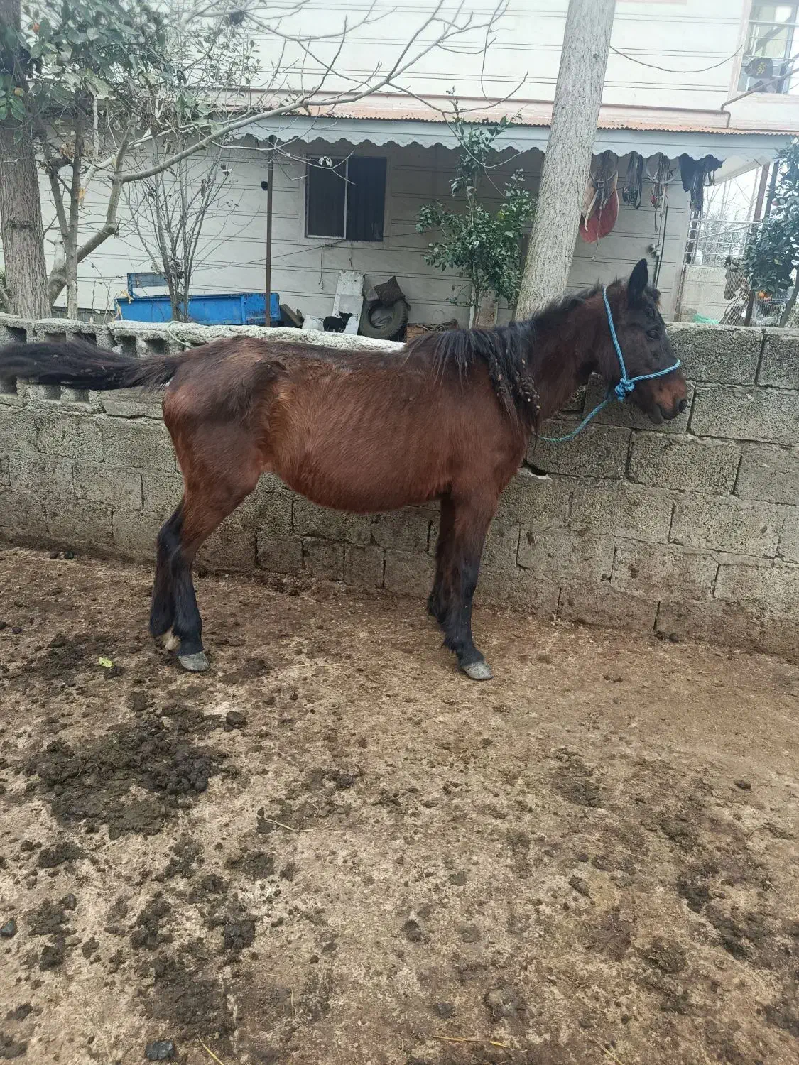 مادیان|اسب و تجهیزات اسب‌سواری|رضوانشهر, |دیوار