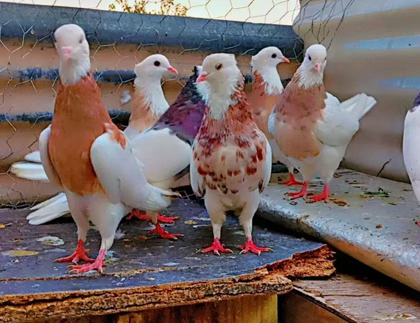 کفتر طوقی شازده|پرنده|شیراز, هفت تنان|دیوار