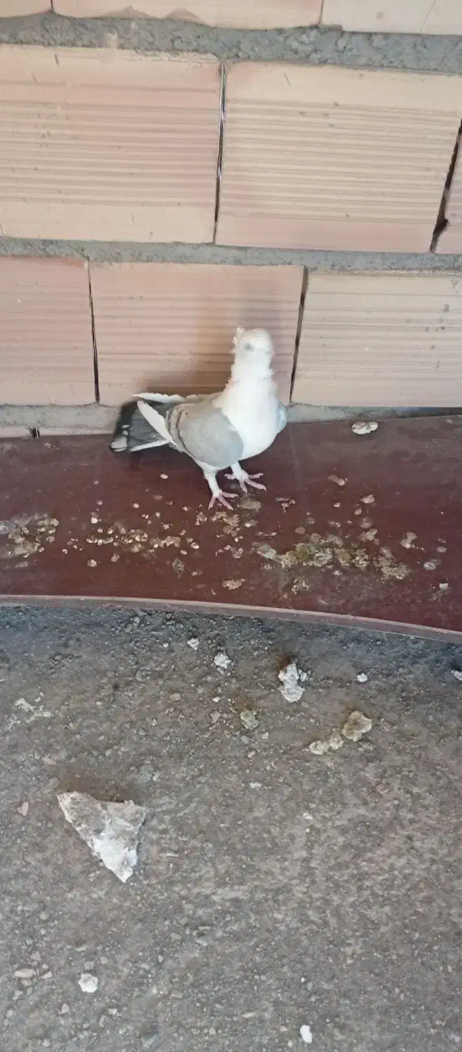 کبوتر بلژیکی|پرنده|سمنان, |دیوار