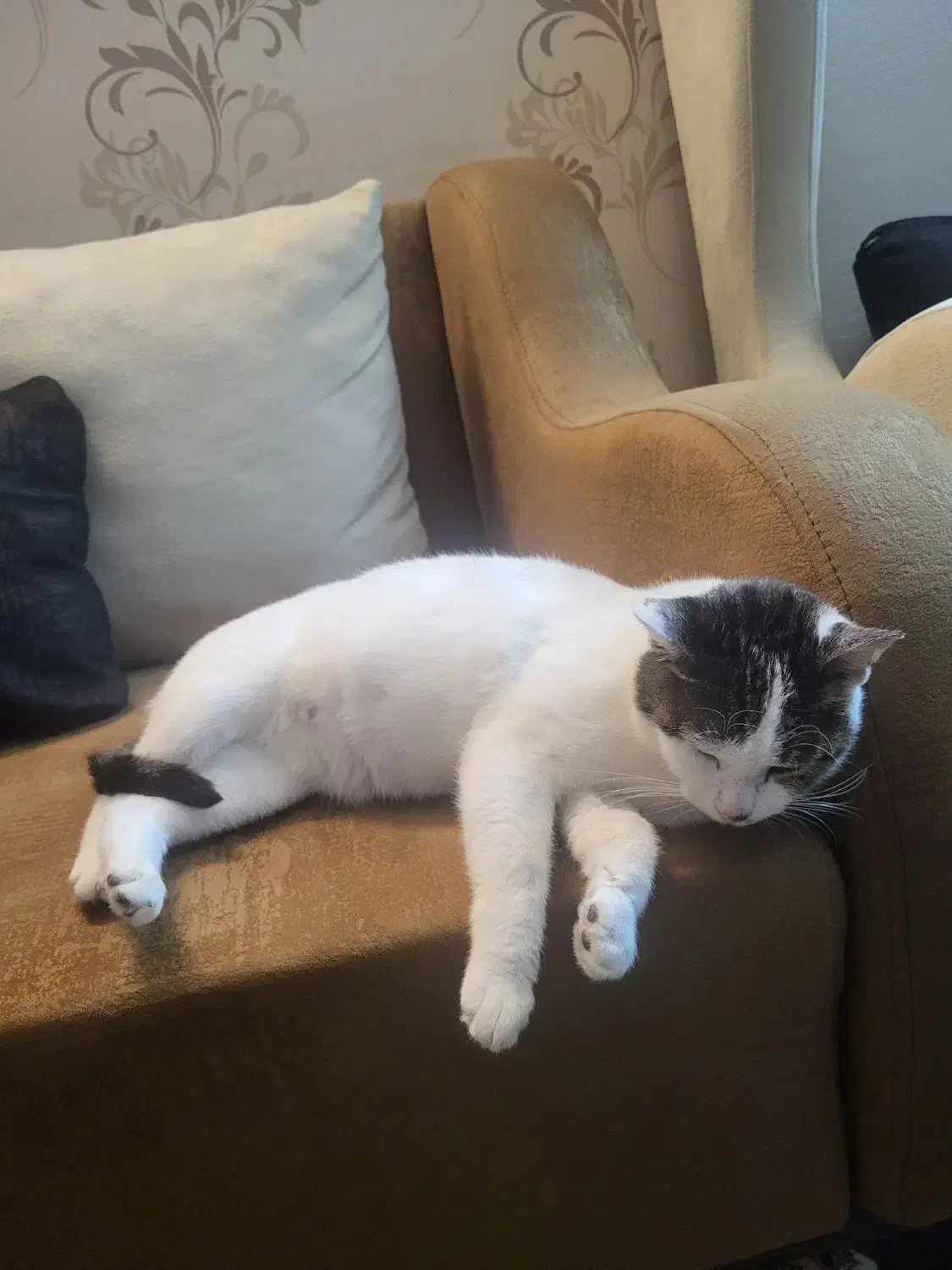 واگذاری گربه عقیم شده ورایگان|گربه|شیراز, ارم|دیوار