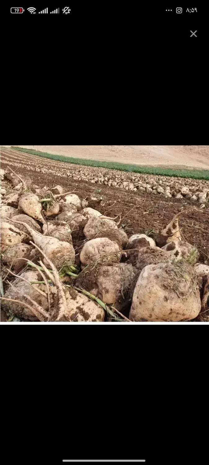 چغندر قندشیرین همدان|لوازم جانبی حیوانات|میمه, |دیوار