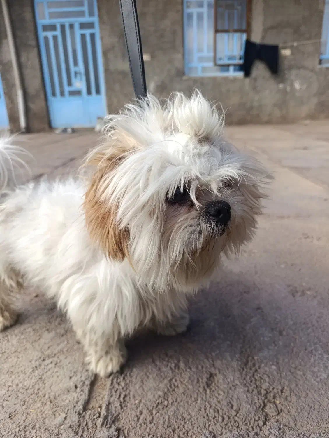 فروشی|سگ|چگنی, |دیوار