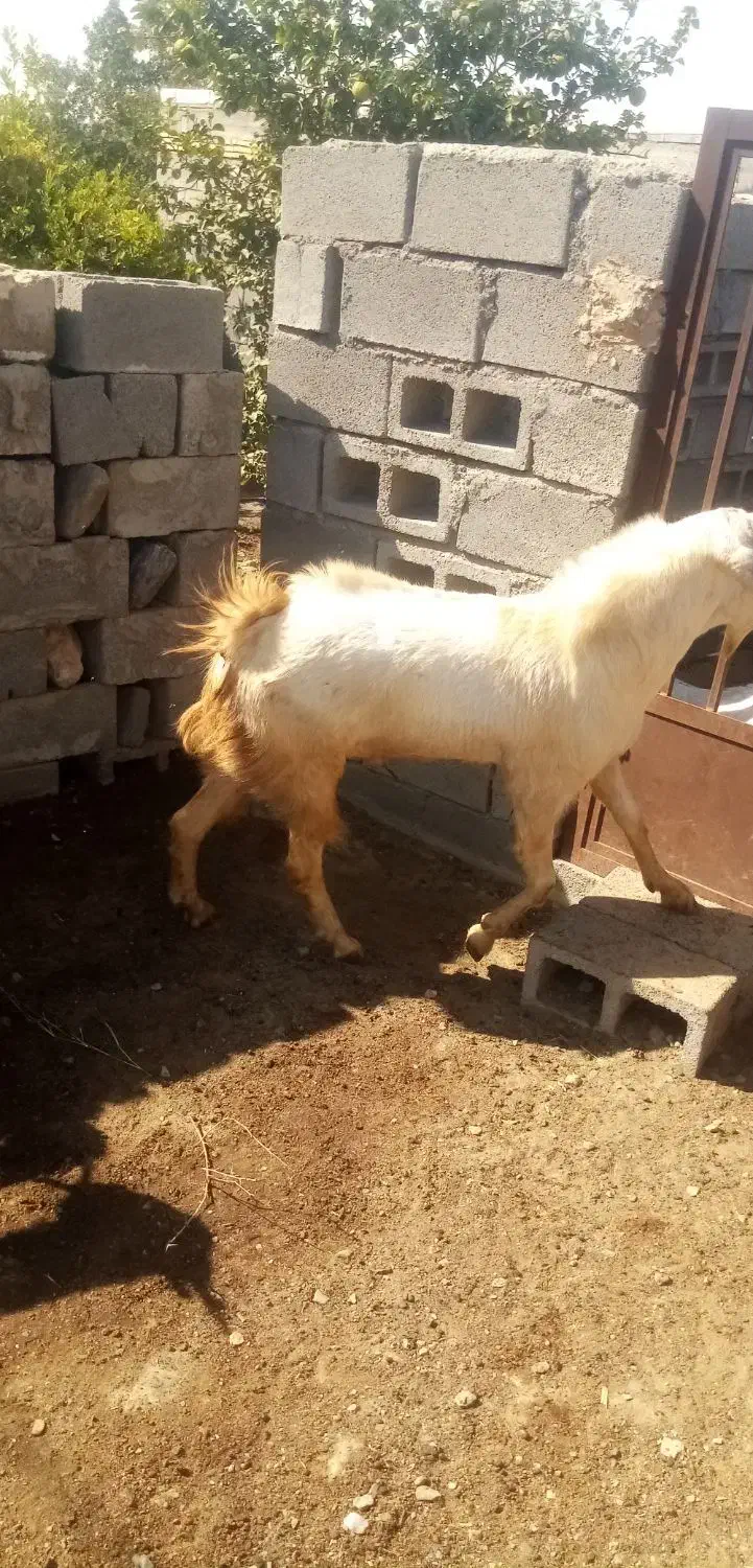 یک راس نری|حیوانات مزرعه|شمیل, |دیوار