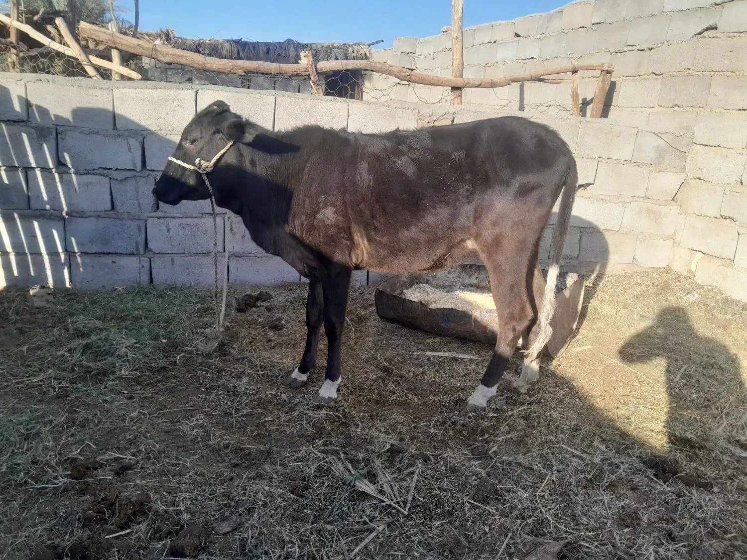 گوساله|حیوانات مزرعه|بم, |دیوار