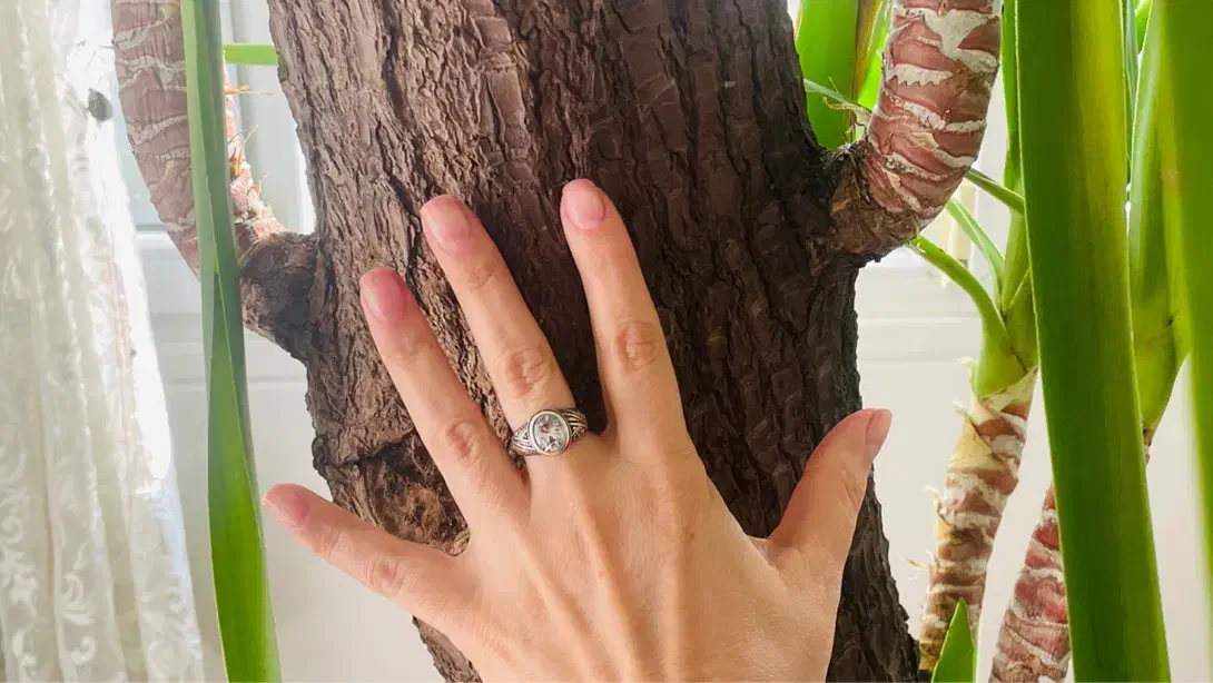 یوکا|گل و گیاه طبیعی|تهران, تهرانپارس غربی|دیوار