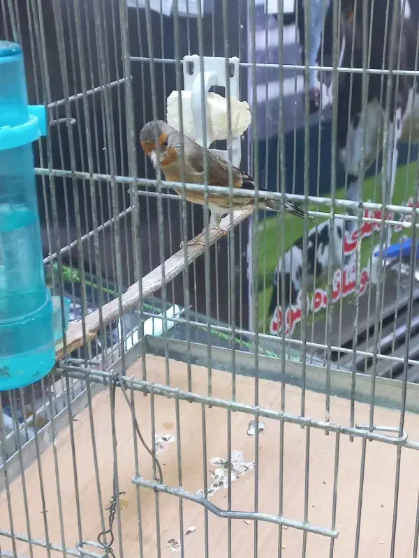 سهره قناری نر بخون|پرنده|کرج, باغستان|دیوار