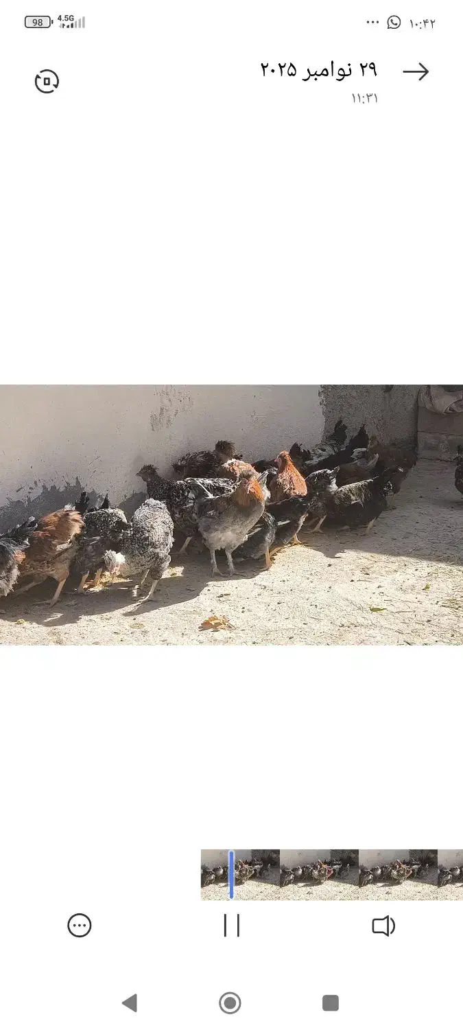 خروس|حیوانات مزرعه|اقلید, |دیوار