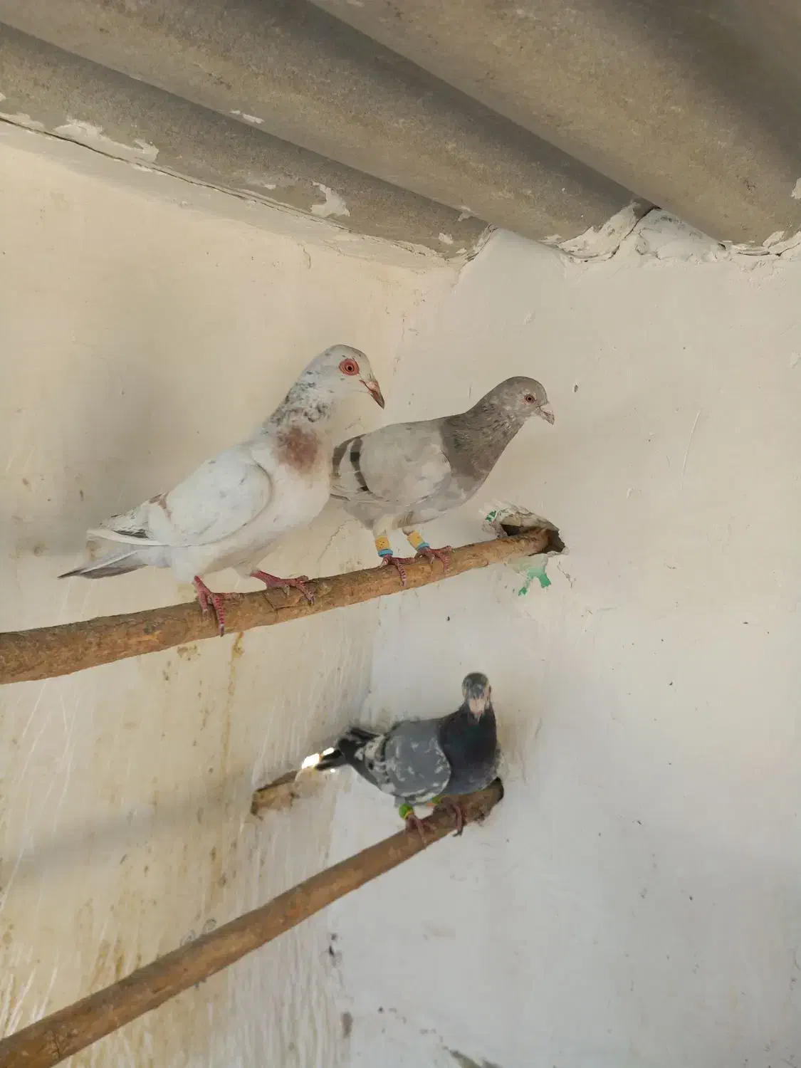 هفت رنگ خطی|پرنده|چهارباغ, |دیوار