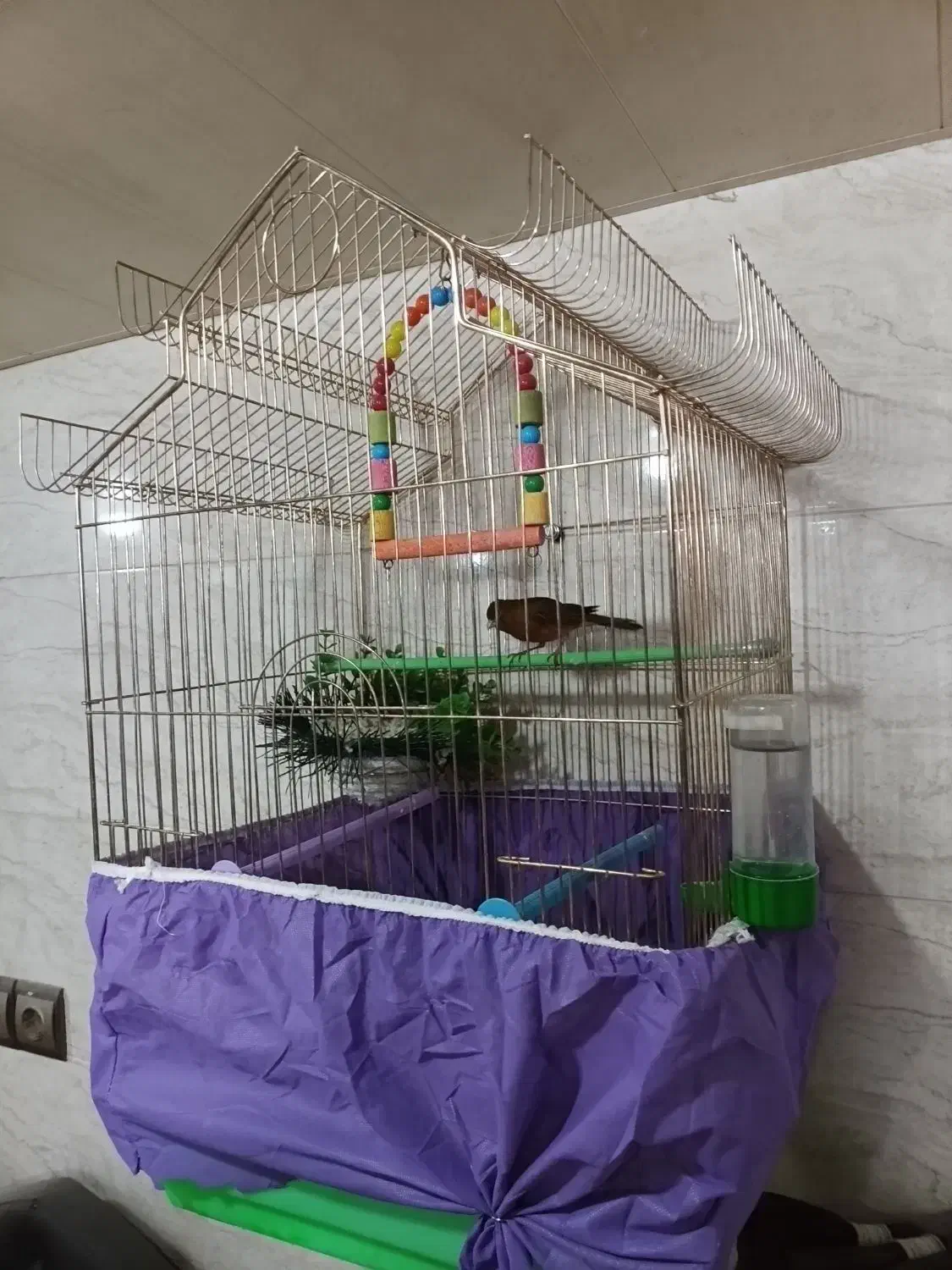 قناری نر|پرنده|مریوان, |دیوار