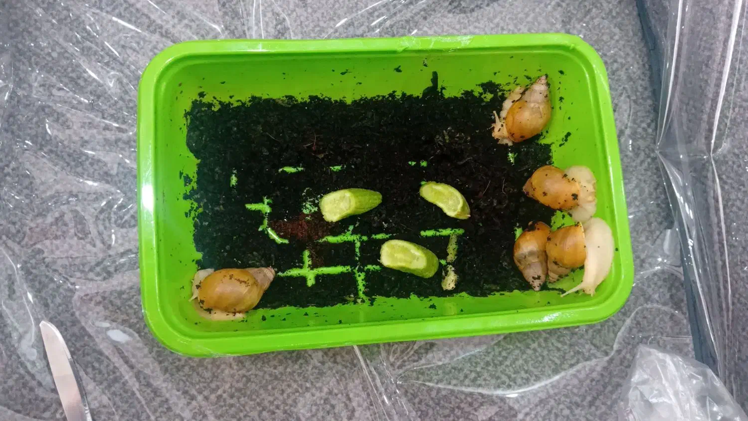 حلزون|خزنده|اصفهان, باتون|دیوار