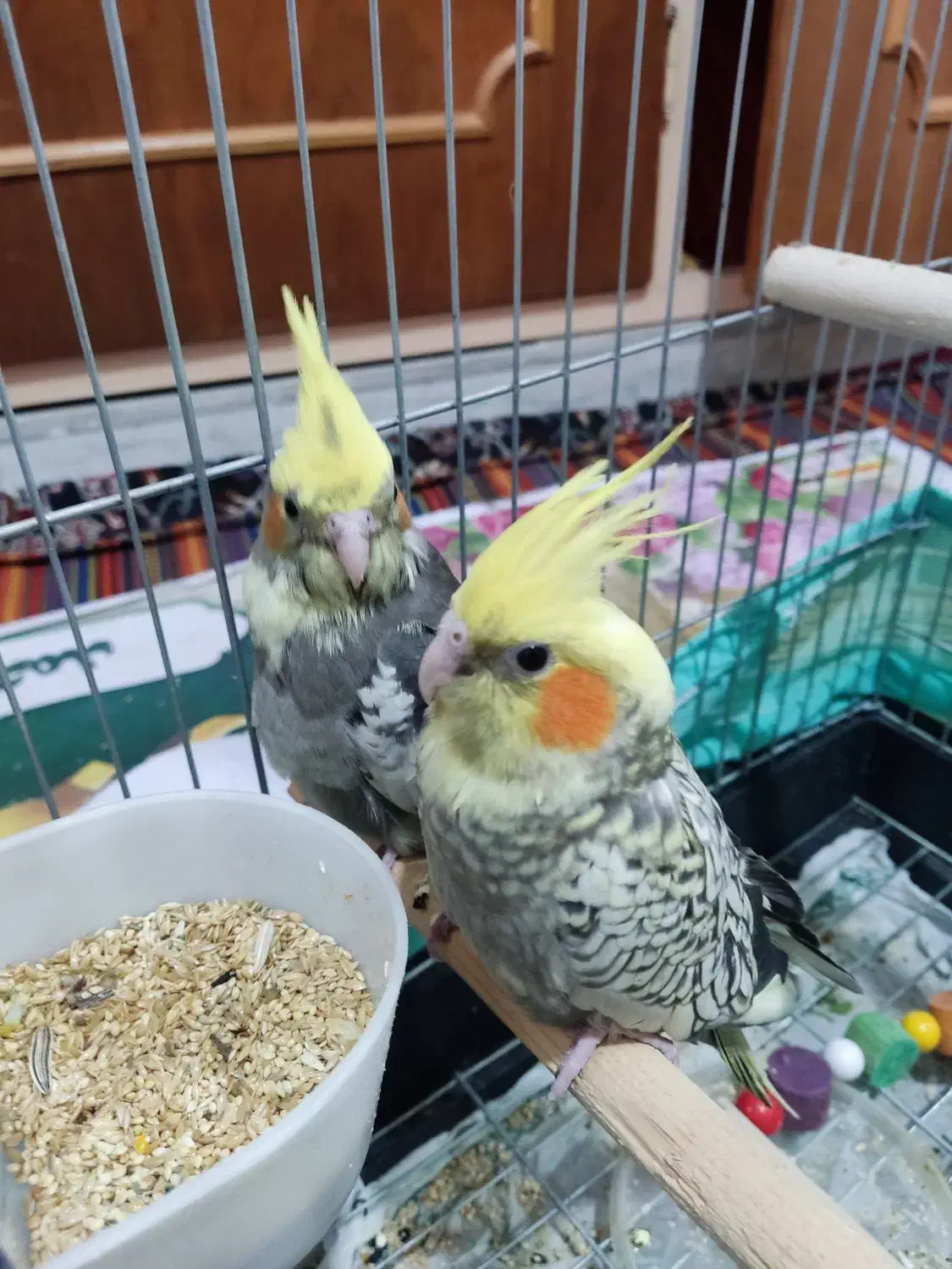 عروس هلندی یک ماهه قابلیت تعلیم و تربیت|پرنده|گلستان (تهران), |دیوار