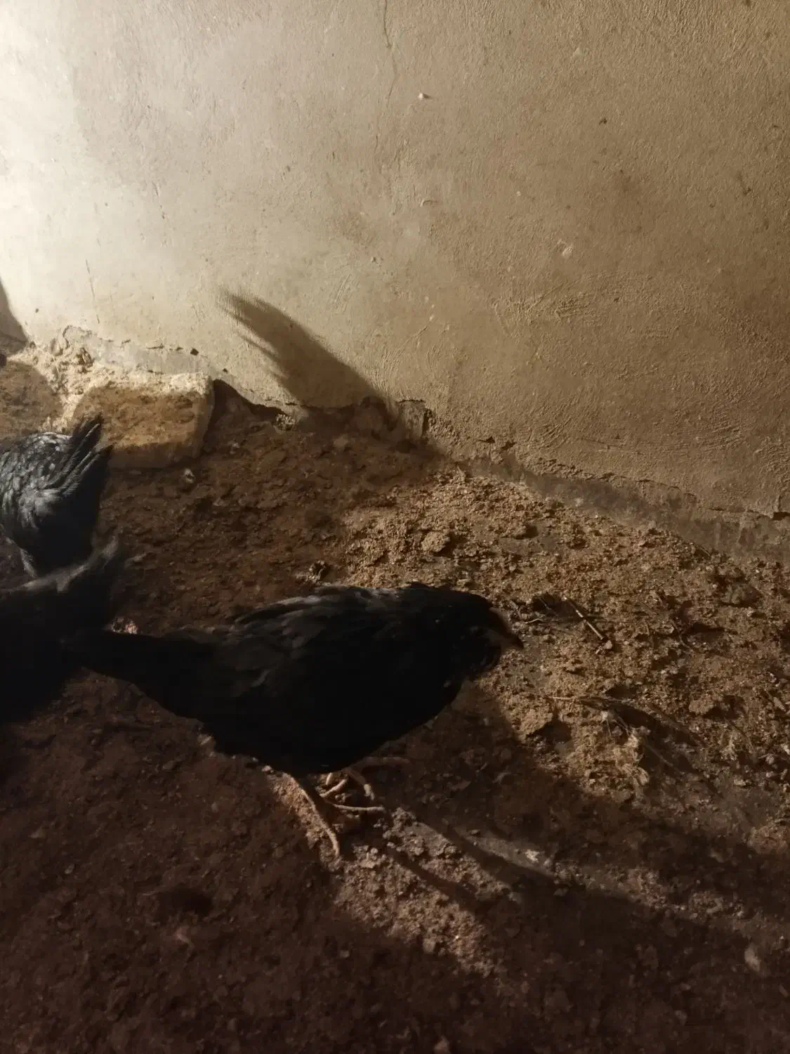 خروس چی نژاد گلین و استر لوپ|حیوانات مزرعه|نجفآباد, جعفرآباد|دیوار