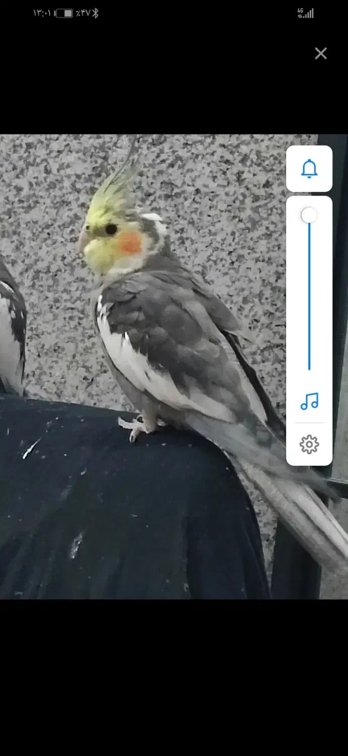 یک عروس هلندی گمشده محدوده بلوار شکیب پشت صحرا باغ|حیوانات|مهریز, |دیوار