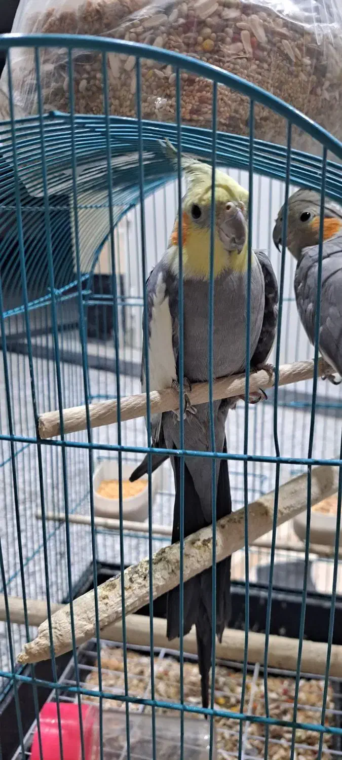 عروس هلندی نر ماده مرغ عشق کاسکو طوطی|پرنده|ری, صفاییه (چشمه علی)|دیوار