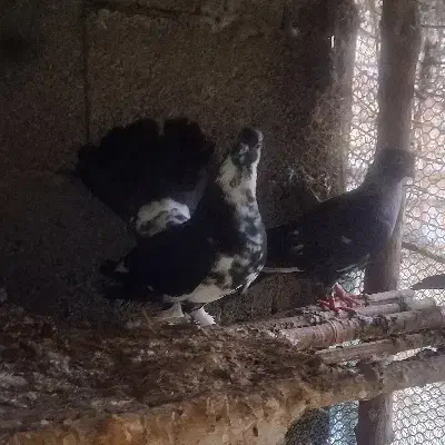 چند کبوتر آس|پرنده|ماسال, |دیوار