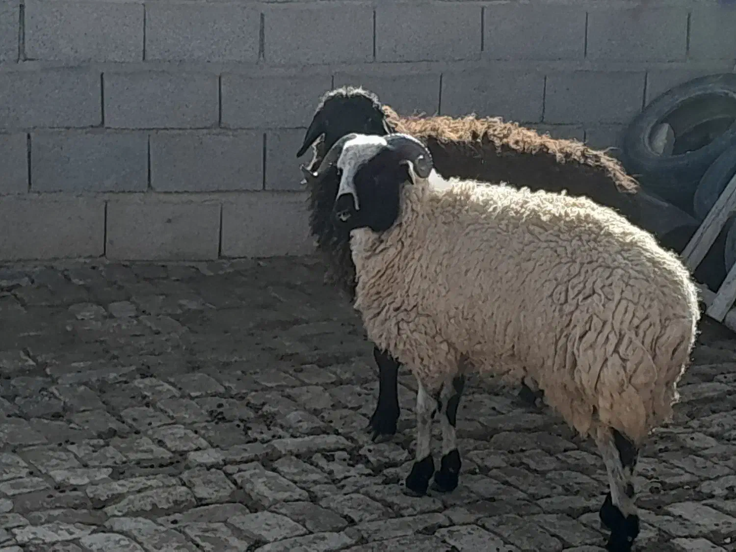 دوعدد بره تمیز خوشگل|حیوانات مزرعه|بشاریات, |دیوار