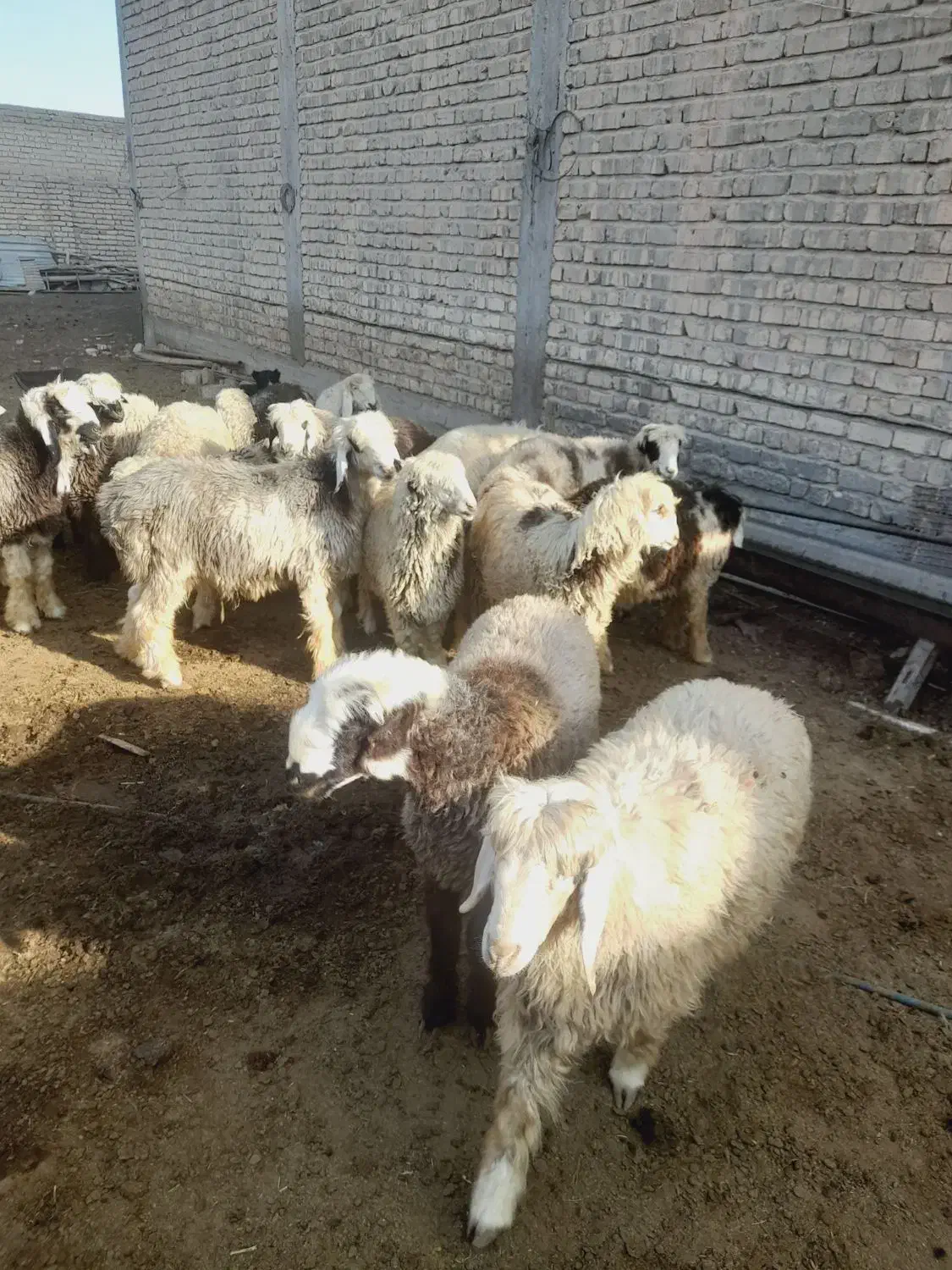 ۱۴ بره ریز چاق خوب تخت|حیوانات مزرعه|مرودشت, رودبال|دیوار