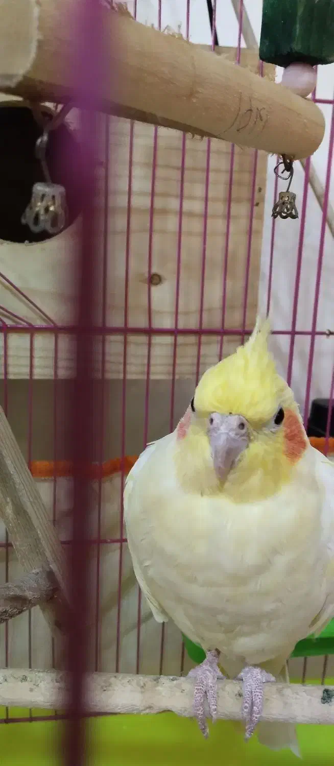 عروس هلندی|پرنده|رودسر, |دیوار