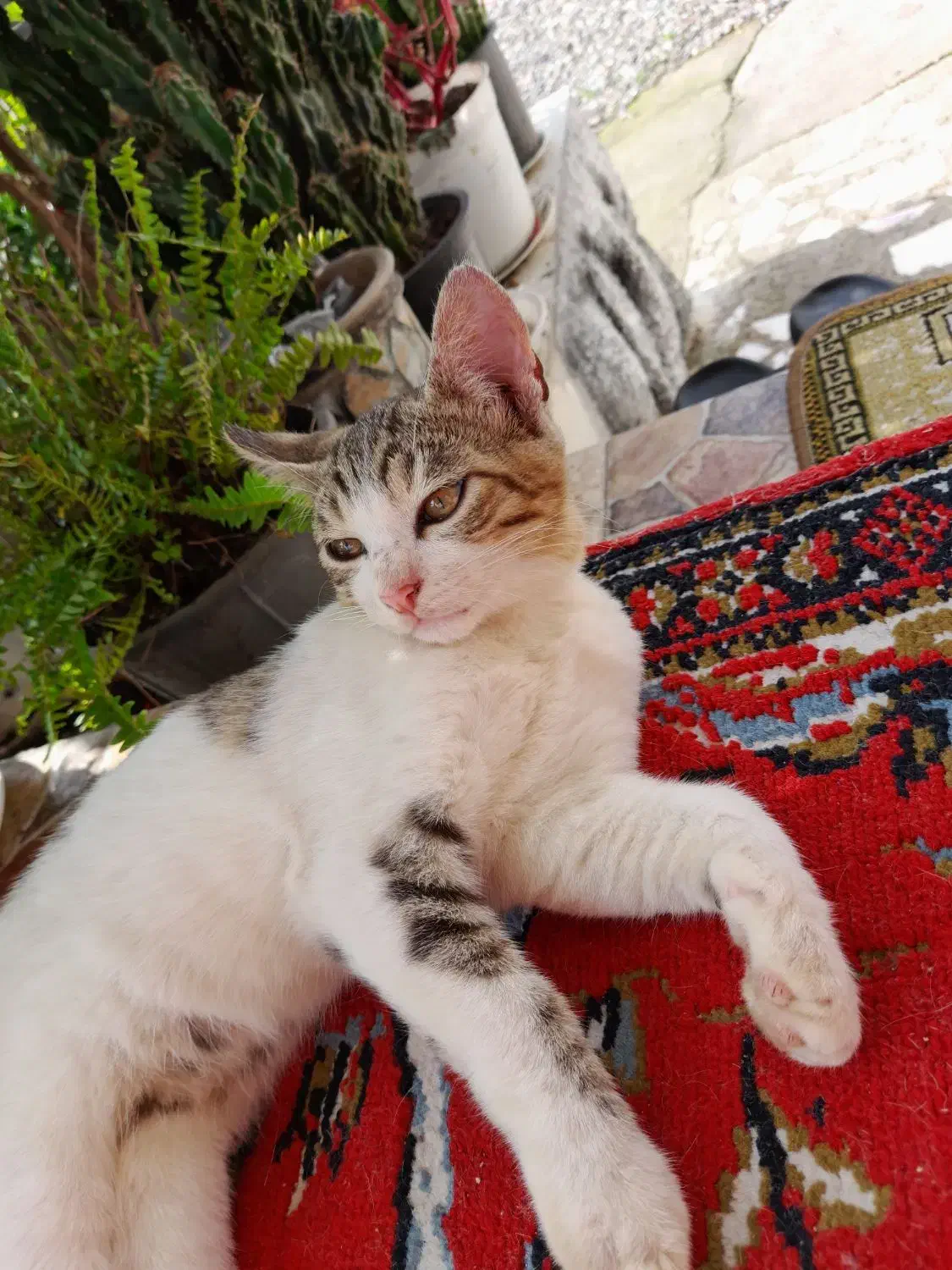 بچه گربه ملوس|گربه|بندر انزلی, لیچارگی حسن رود|دیوار