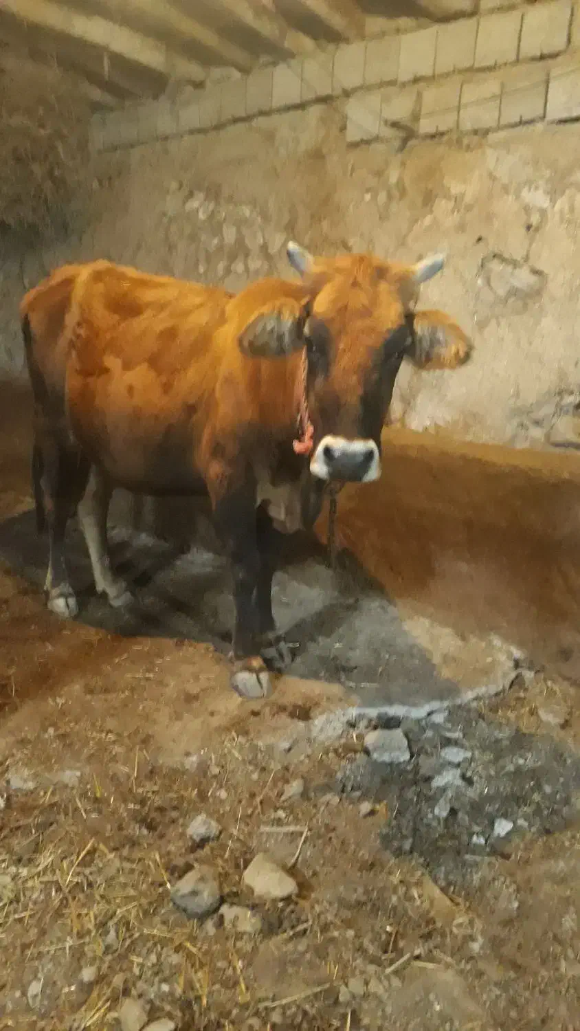 گاو|حیوانات مزرعه|انگوت, |دیوار