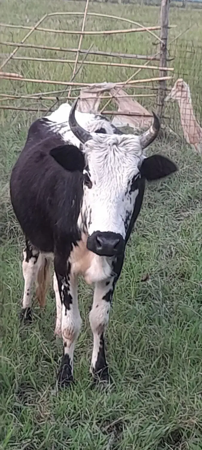 گاوسالم|حیوانات مزرعه|احمدسرگوراب, |دیوار