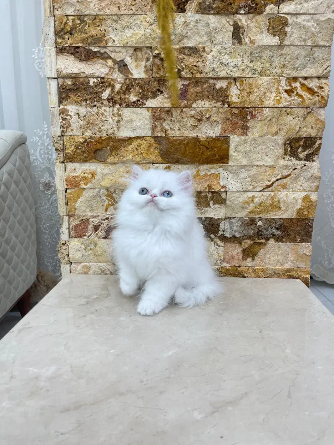 پرشین عروسکی|گربه|مهاباد (آذربایجان غربی), |دیوار